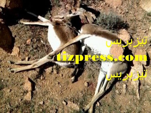 جديد عصابة اصطياد الغزلان بتافراوت بإقليم تيزنيت (صور حية) جديد عصابة اصطياد الغزلان بتافراوت بإقليم تيزنيت (صور حية)